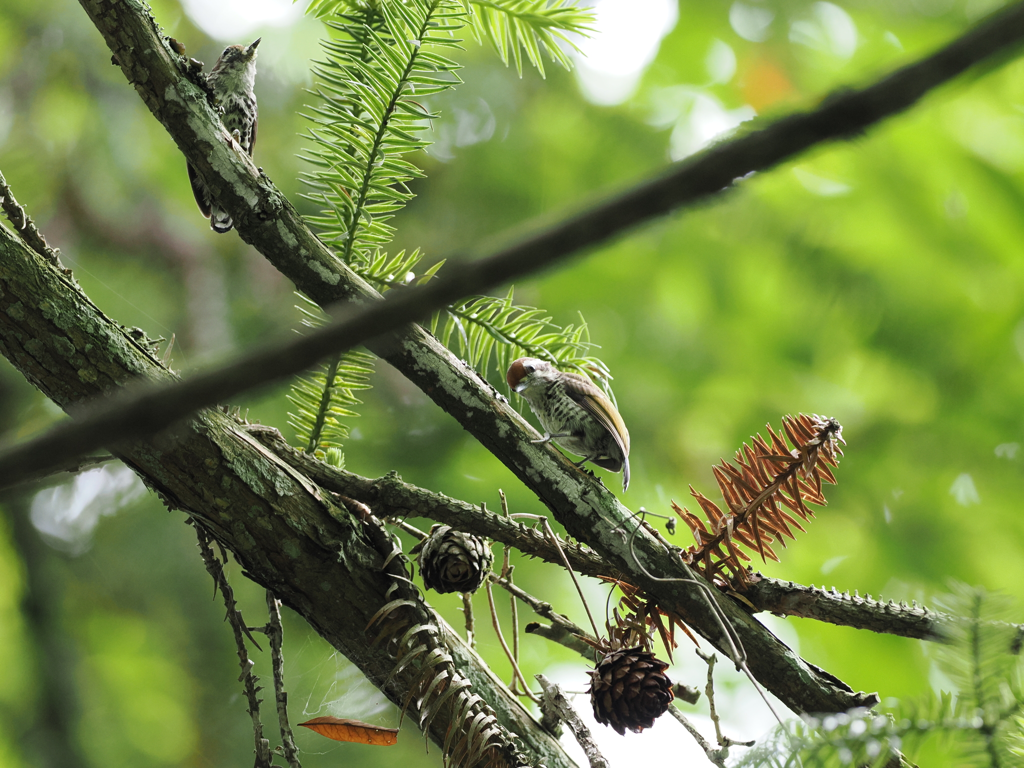 Speckled Piculet