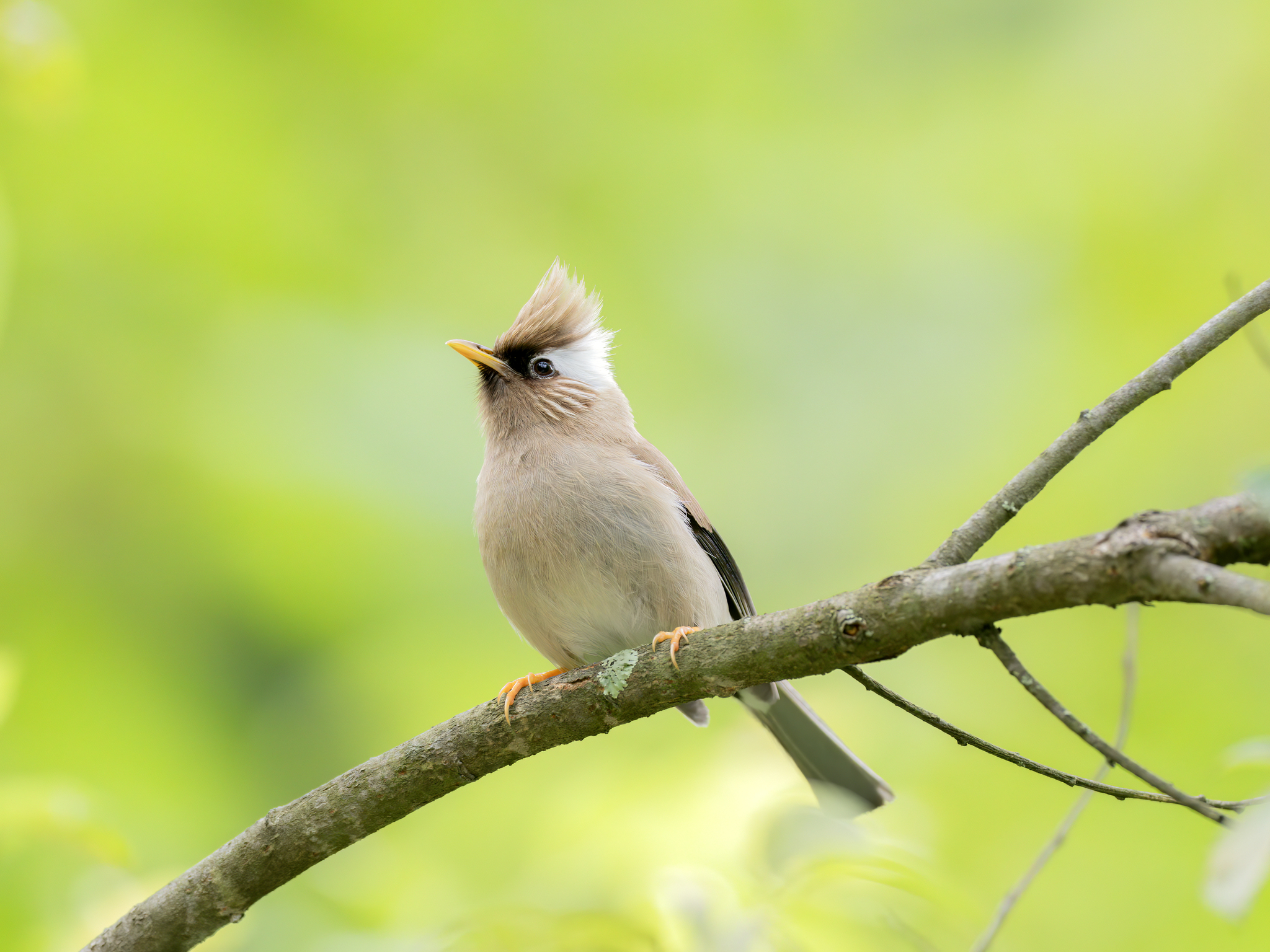 White-collared Yuhina