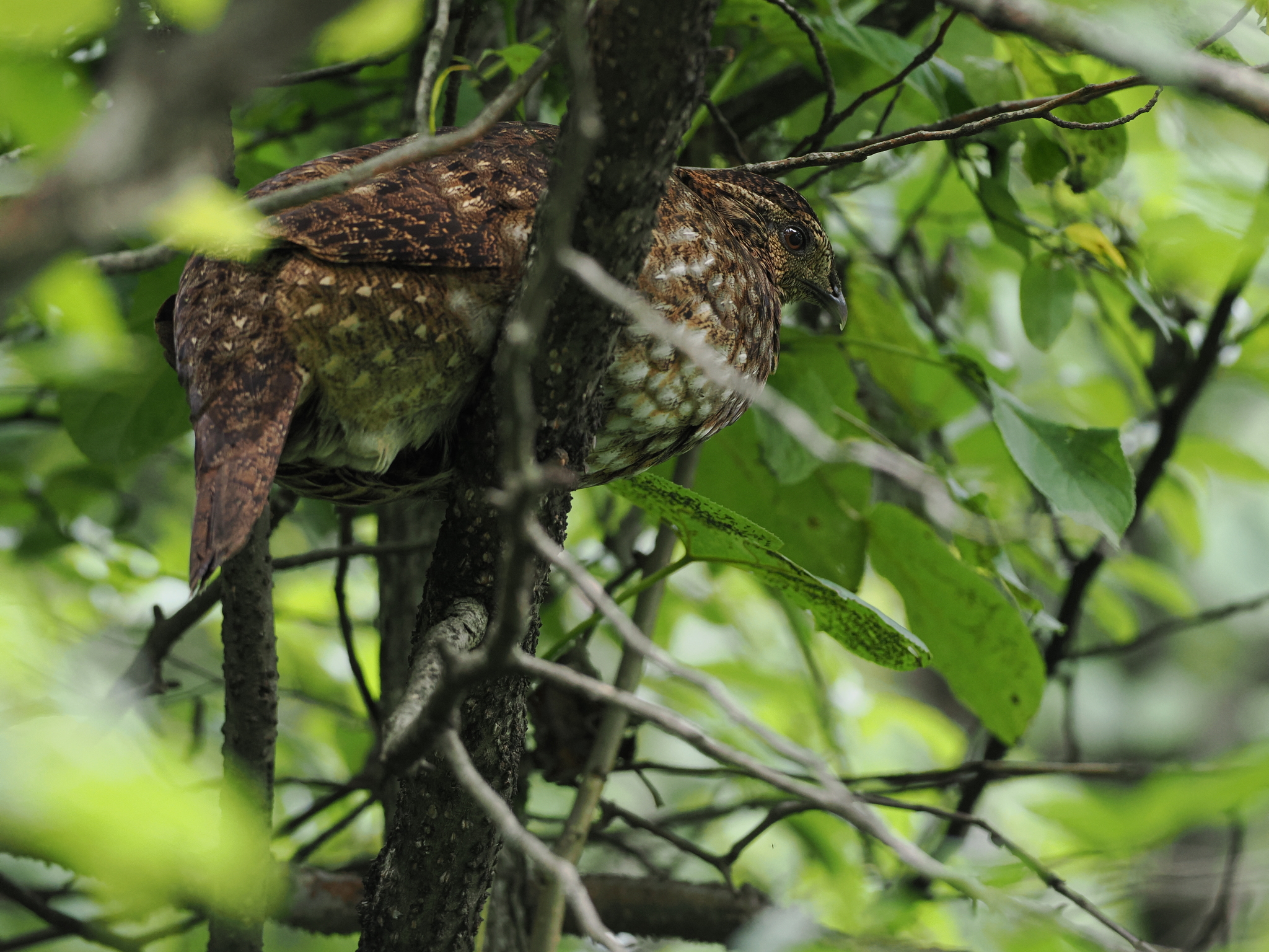 Temminck's Tragopan