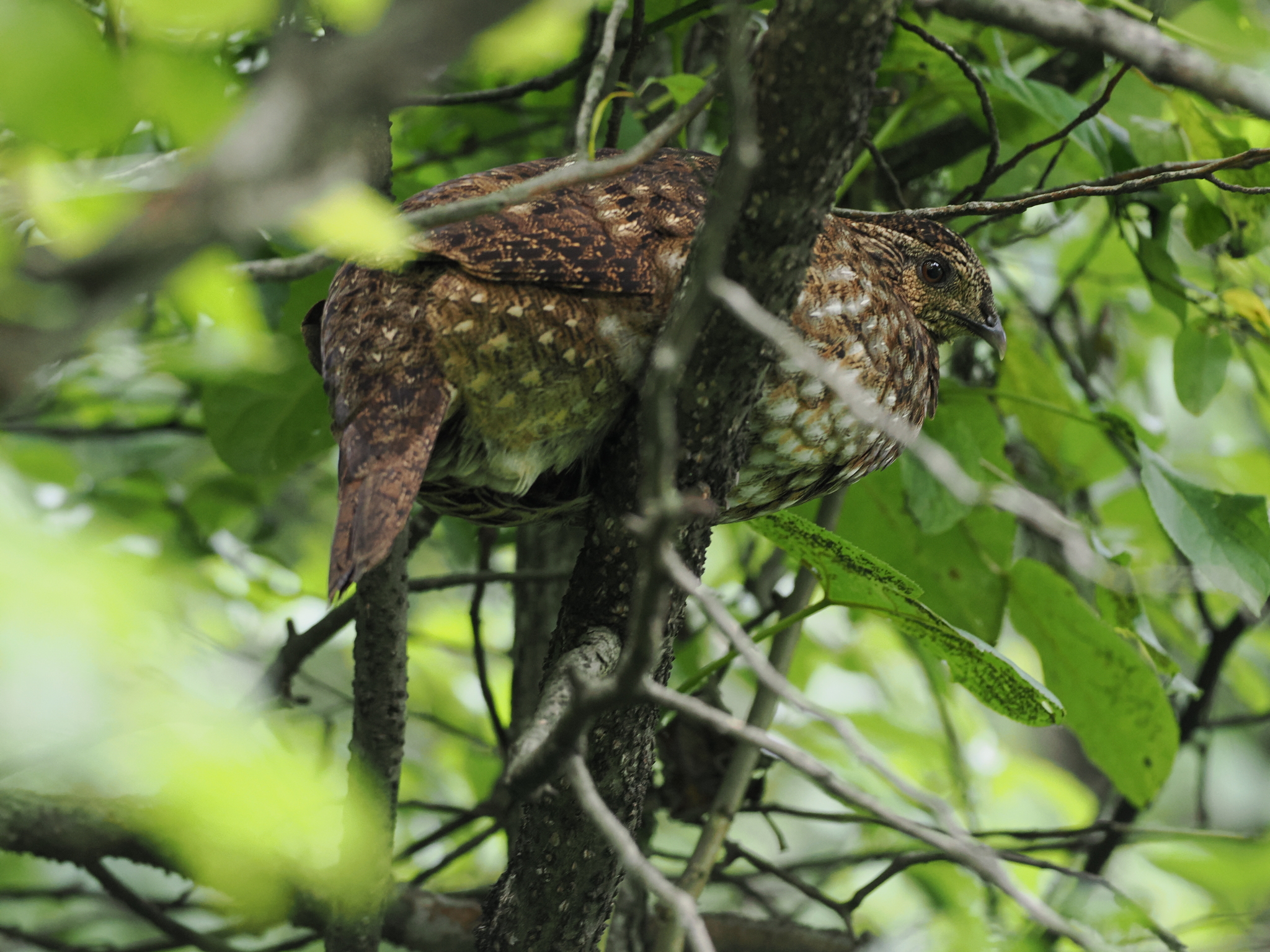 Temminck's Tragopan