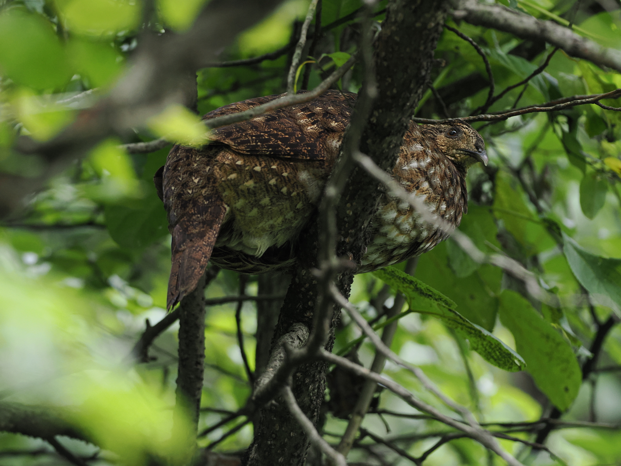 Temminck's Tragopan