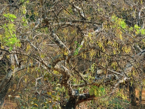 Senna singueana, photograph 6