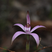 Pink Candy Orchid - Photo (c) Felix Nicholls, some rights reserved (CC BY-NC), uploaded by Felix Nicholls