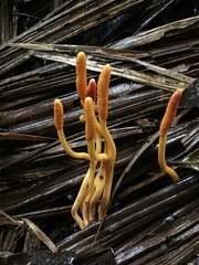 Ophiocordyceps melolonthae