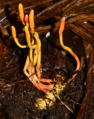 Ophiocordyceps melolonthae