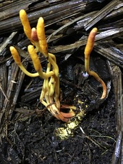 Ophiocordyceps melolonthae