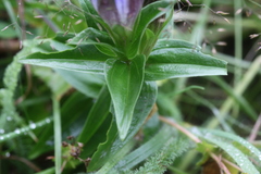 Gentiana septemfida