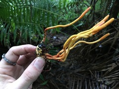 Ophiocordyceps melolonthae