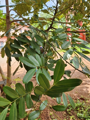 Image of Simarouba amara by (c) deepachandran, some rights reserved (CC BY-SA)