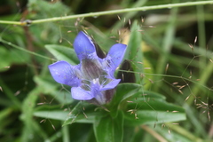 Gentiana septemfida
