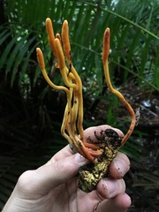 Ophiocordyceps melolonthae