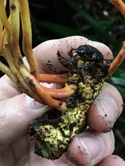 Ophiocordyceps melolonthae