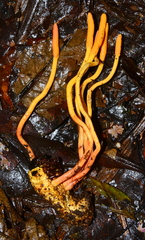 Ophiocordyceps melolonthae