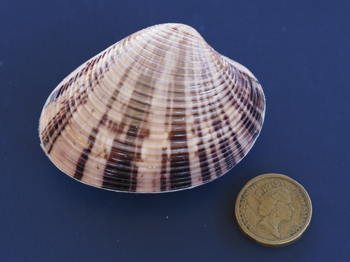 Callista planatella observed 2023-08-27