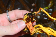 Ophiocordyceps melolonthae