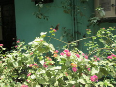 Mimoides thymbraeus aconophos