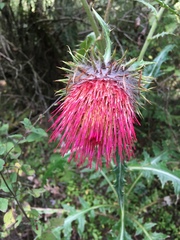 Cirsium ehrenbergii
