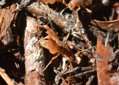 Pristoceuthophilus pacificus