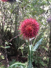 Cirsium ehrenbergii