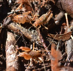 Pristoceuthophilus pacificus