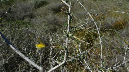 Thornbranch Capegorse (Aspalathus acanthoclada)