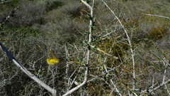 Thornbranch Capegorse (Aspalathus acanthoclada)