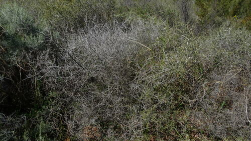 Image of Aspalathus acanthoclada by (c) Paul Emms, some rights reserved (CC BY-SA)