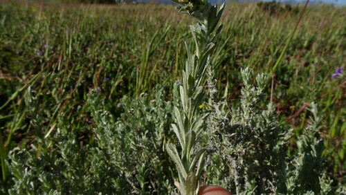 Image of Gnaphalium declinatum by (c) Paul Emms, some rights reserved (CC BY-SA)