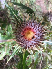 Cirsium ehrenbergii