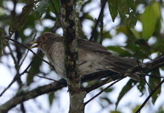 Turdus maculirostris