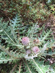 Cirsium ehrenbergii
