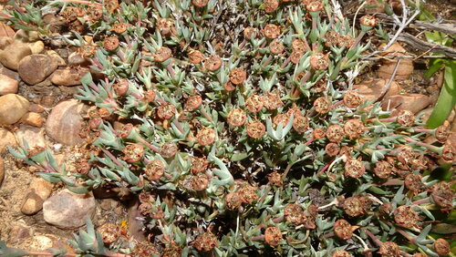 Antimima leipoldtii