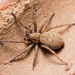 Nomisia Ground Spiders - Photo (c) Davide, some rights reserved (CC BY-NC), uploaded by Davide