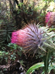 Cirsium ehrenbergii