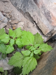 Angiospermae