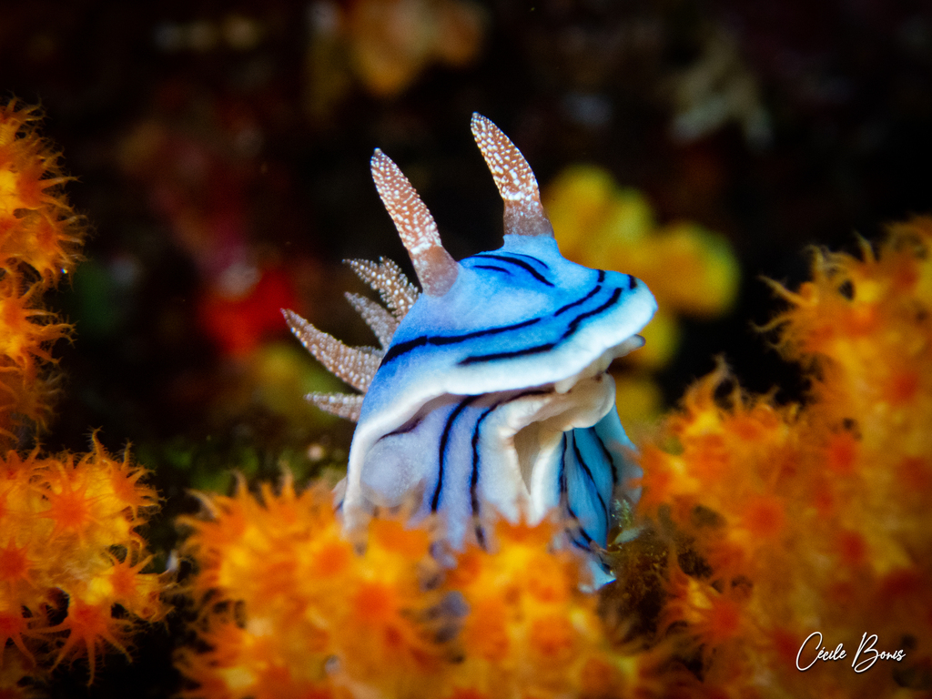 Foto de Chromodoris de Willan (Chromodoris willani)