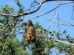 Cassiculus melanicterus