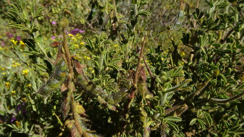 Humble Pixiepea (Melolobium humile)