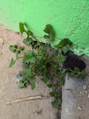 Angiospermae