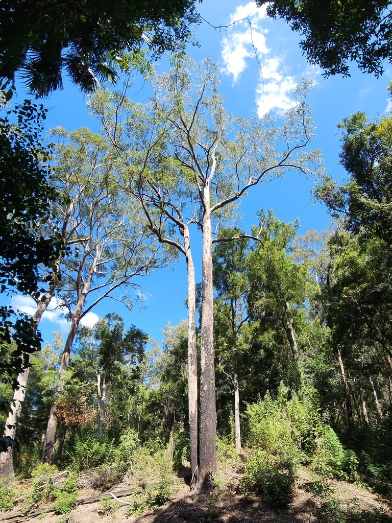 Eucalyptus From Tomerong Nsw 2540, Australia On September 24, 2023 At 