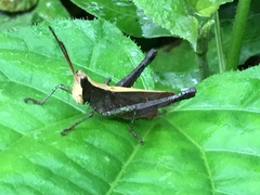 Maculiparia rotundata