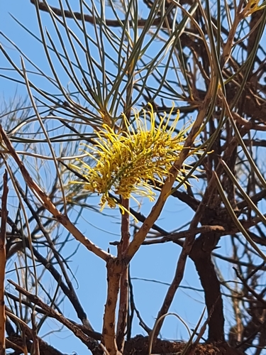 Image of Hakea lorea by (c) Belinda Forbes, some rights reserved (CC BY)