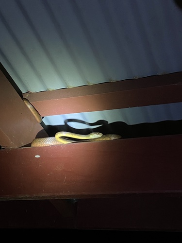 Brown Tree Snake sighting