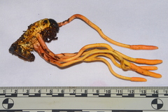 Ophiocordyceps melolonthae