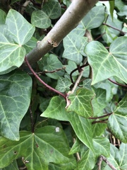 Hedera algeriensis