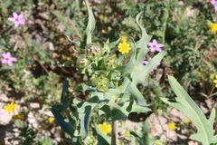 Malacothrix coulteri