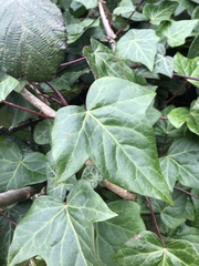 Hedera algeriensis