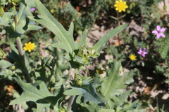 Malacothrix coulteri