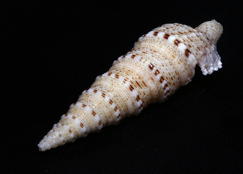 Xenuroturris cingulifera observed 2023-09-24