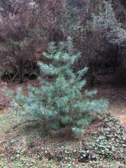 Pinus maximartinezii